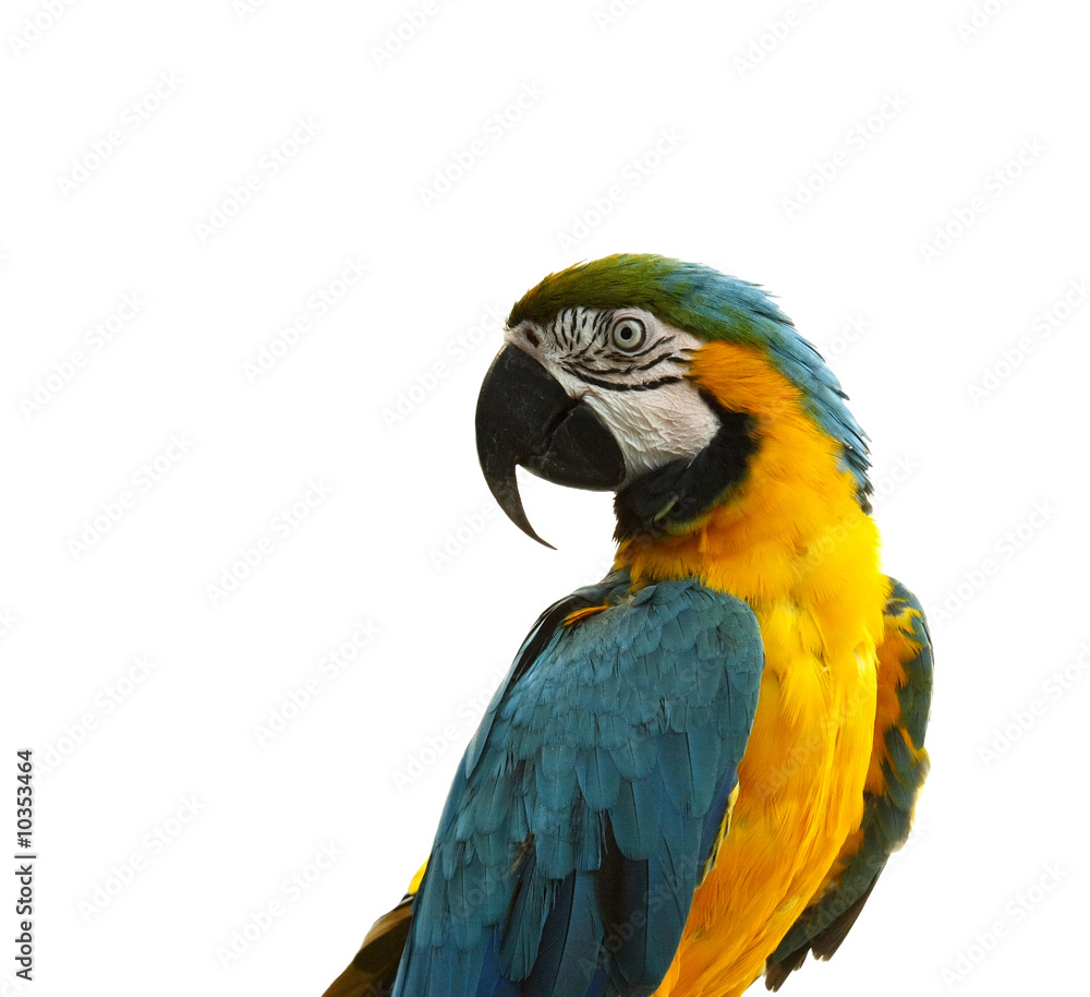 Close-up of gaiety plumage parrot