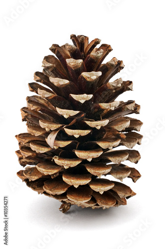 Pine cone isolated on white