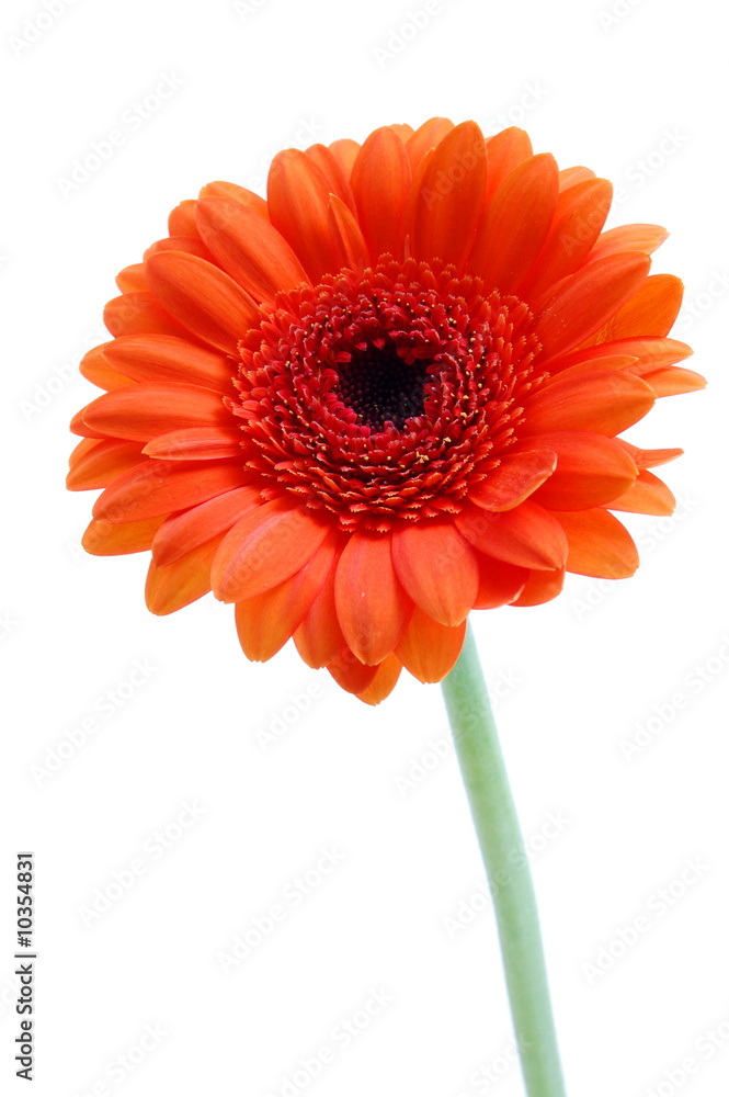 gerbera daisy flower isolated on white background gerbera daisy flower isolated on white background