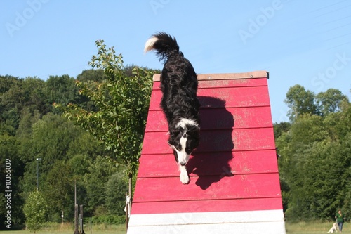 Foto descente d'une palissade par un chien au pas de course