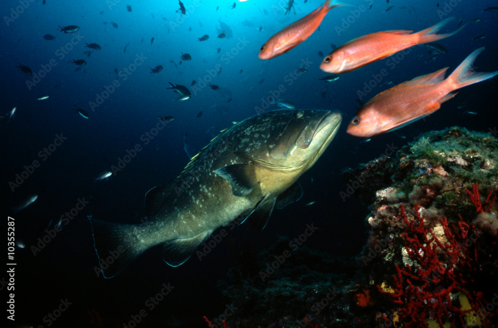 Fototapeta premium merou