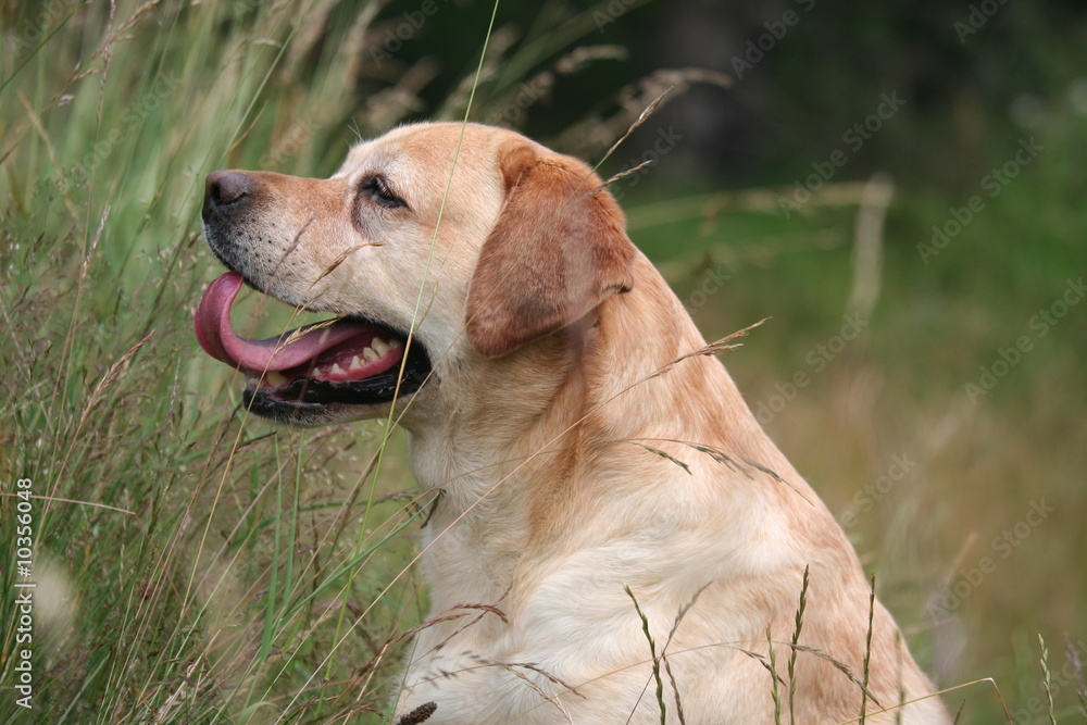 profil d'un tete rigolote du labrador