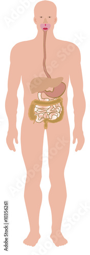 human digestive system, detail illustration