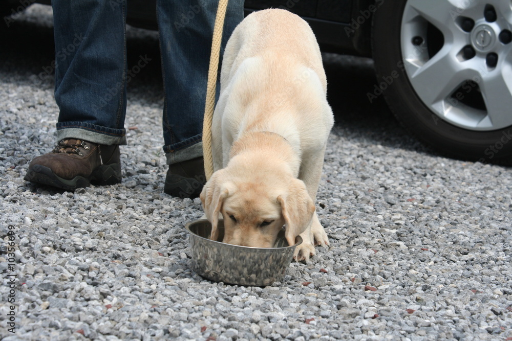 le chiot labrador la tête dans la gamelle