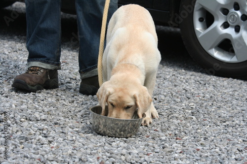 le chiot labrador la tête dans la gamelle photo