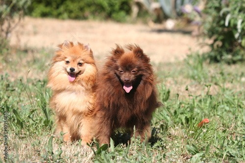 couple de spitz nain © Dogs