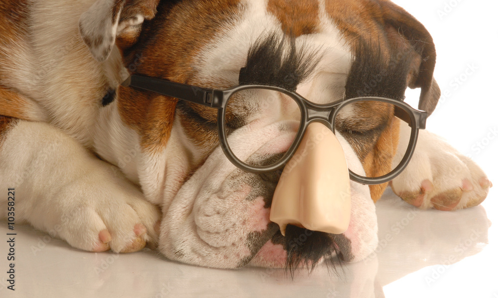 english bulldog wearing funny groucho marx glasses