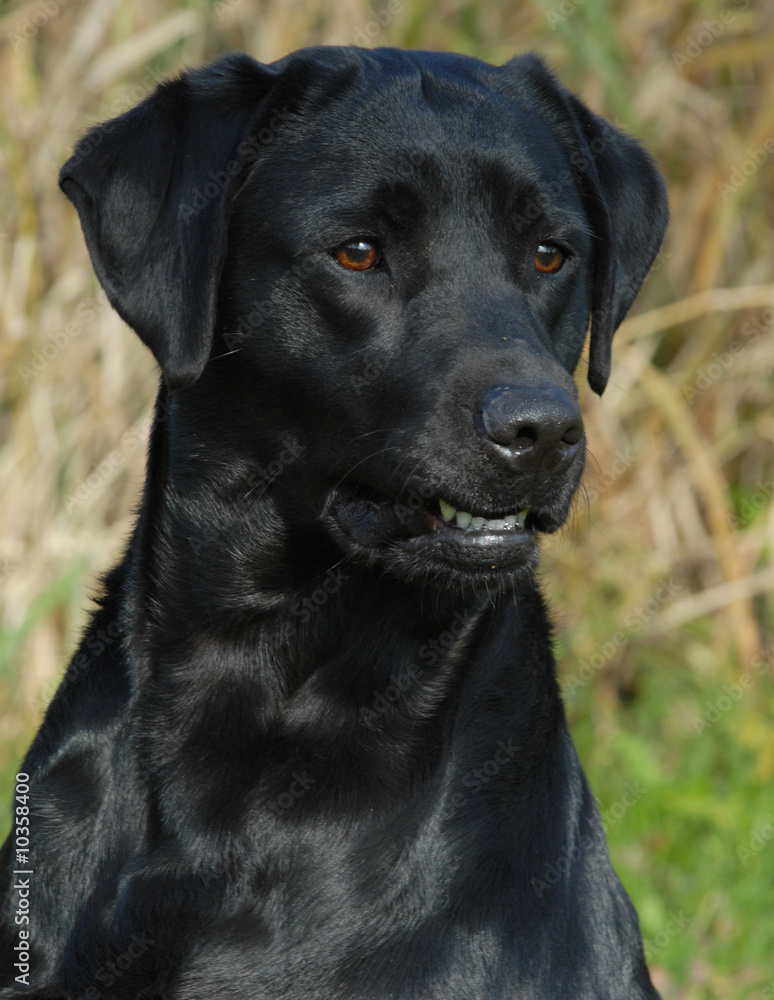 head shot of black labrador retriever working out in the field..
