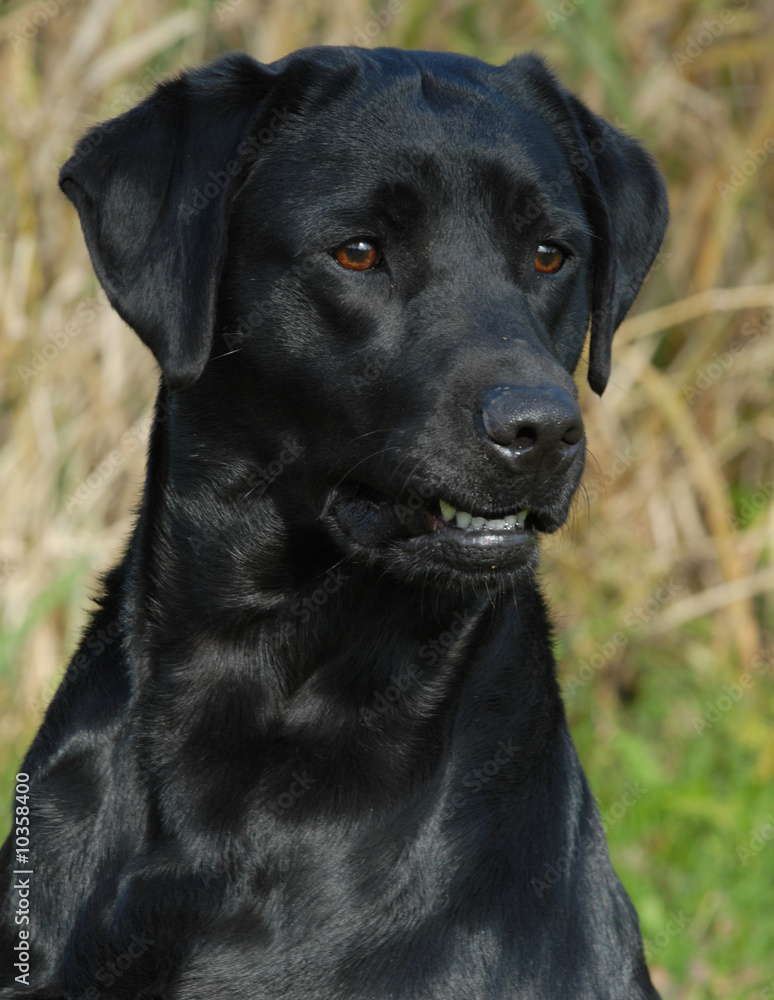 head shot of black labrador retriever working out in the field.. head shot of black labrador retriever working out in the field..