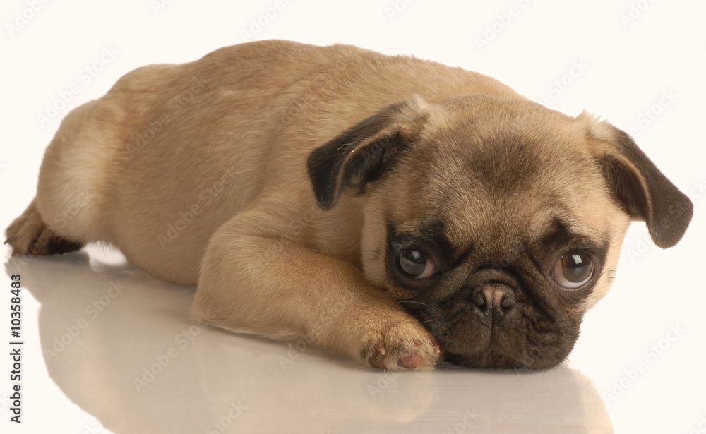 pug puppy lying down isolated on white background