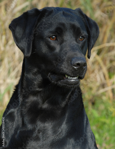 head shot of black labrador retriever working out in the field..