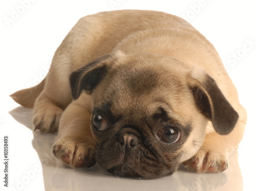 pug puppy lying down isolated on white background..