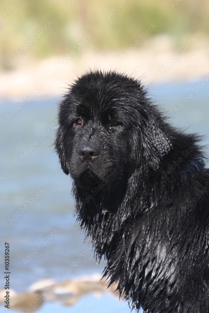 Fototapeta premium portrait du magnifique terre neuve