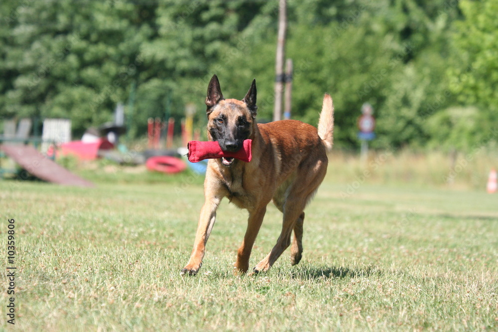 chien se rapportant son baton