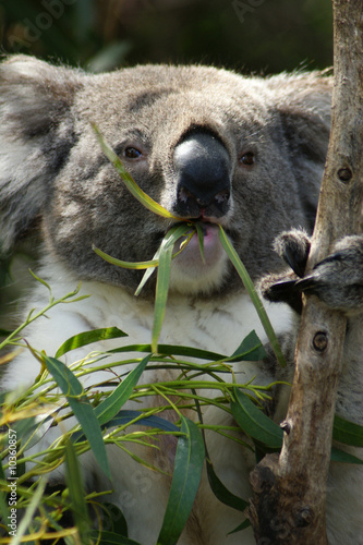 Photography koala