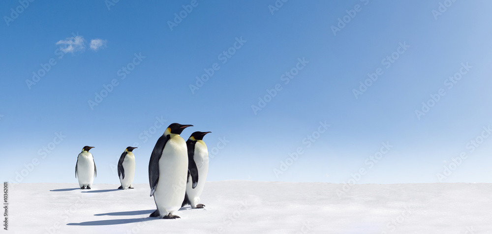 Naklejka premium Pingwiny cesarskie na Antarktydzie