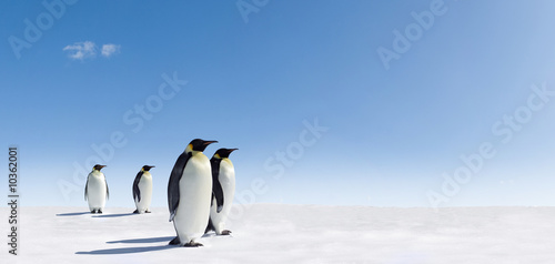 Emperor Penguins in Antarctica