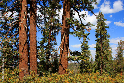 tronc de sequoia