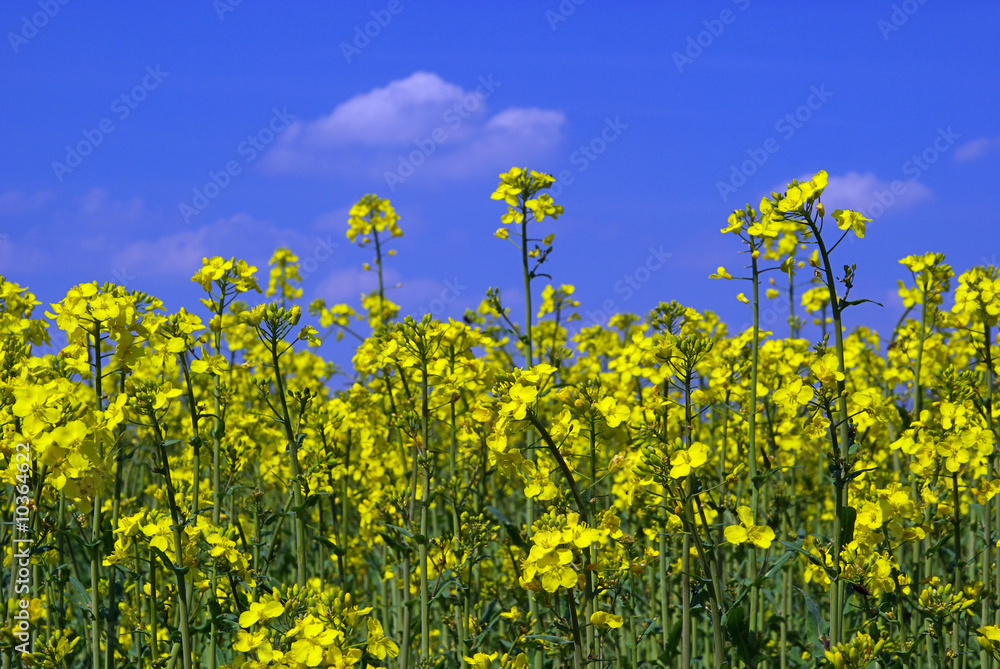 Raps - Rapeseed 14 Raps - Rapeseed 14