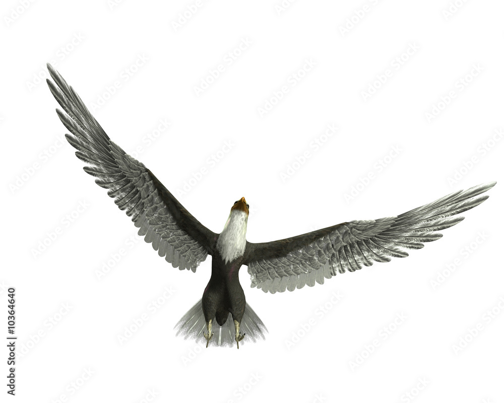 Naklejka premium Eagle