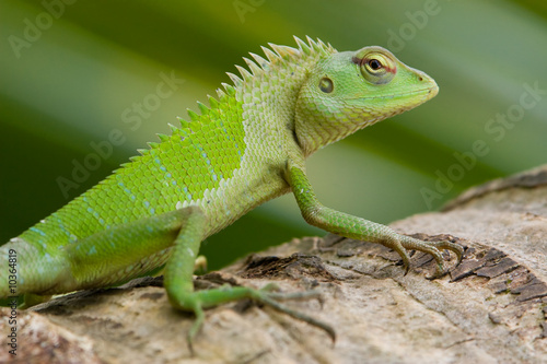 Female green garden lizard  Calotes calotes 
