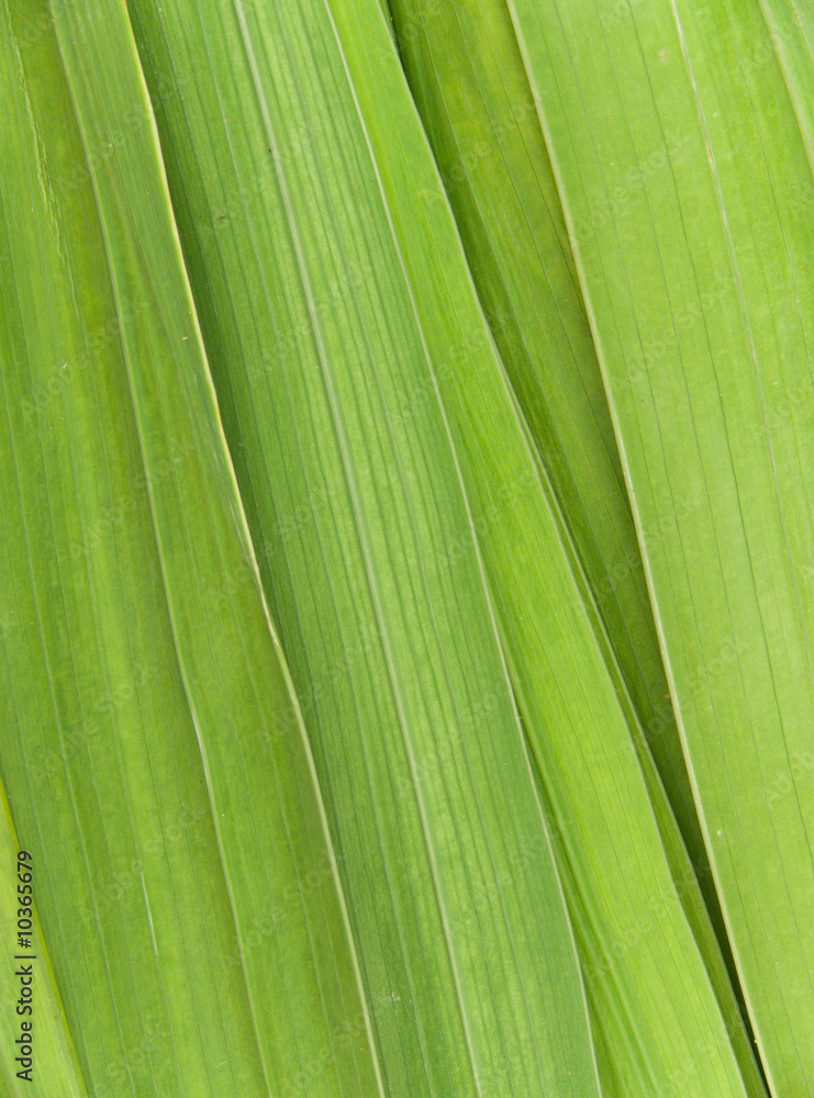 Leaves of a flower of a gladiolus Leaves of a flower of a gladiolus