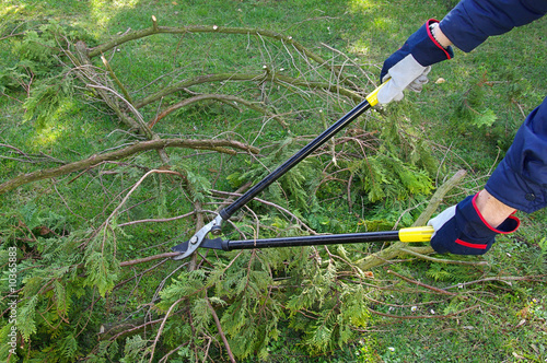 Baum verschneiden - tree cutting 24