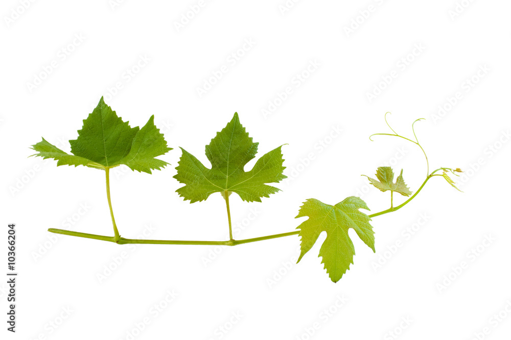 branch of wine leafs branch of wine leafs