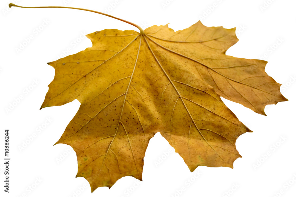 Yellow maple leaf on a white background