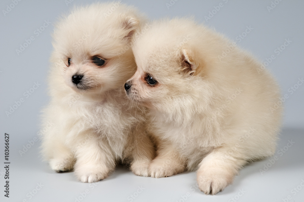 puppies of the spitz-dog in studio puppies of the spitz-dog in studio