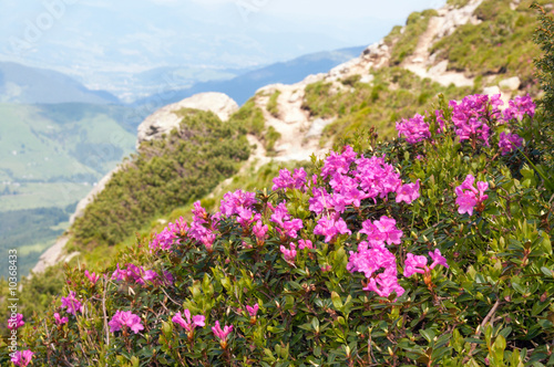 Fototapeta Naklejka Na Ścianę i Meble -  Red flowers on summer mountainside