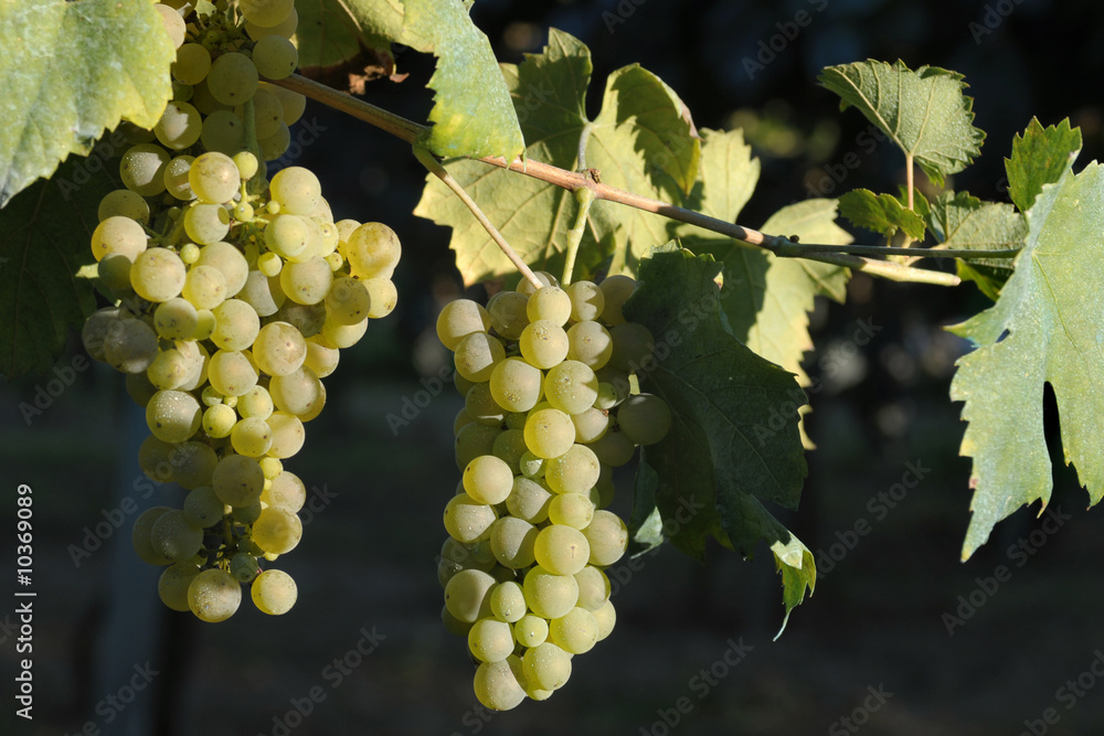 White wine grapes and foliage along vineyards White wine grapes and foliage along vineyards