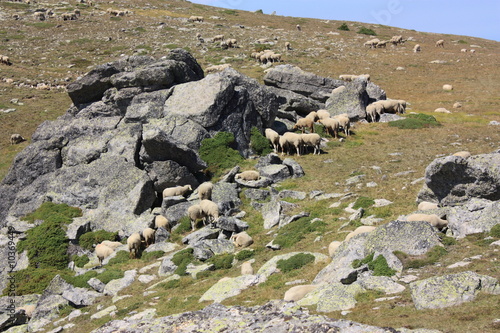 Troupeau de mouton Pyr  n  es orientales