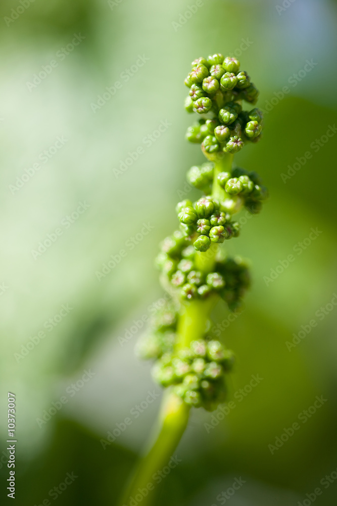 Pinot noir Grapes in spring. Budding young grapes Pinot noir Grapes in spring. Budding young grapes