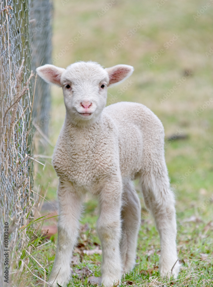 Naklejka premium great image of a cute baby lamb