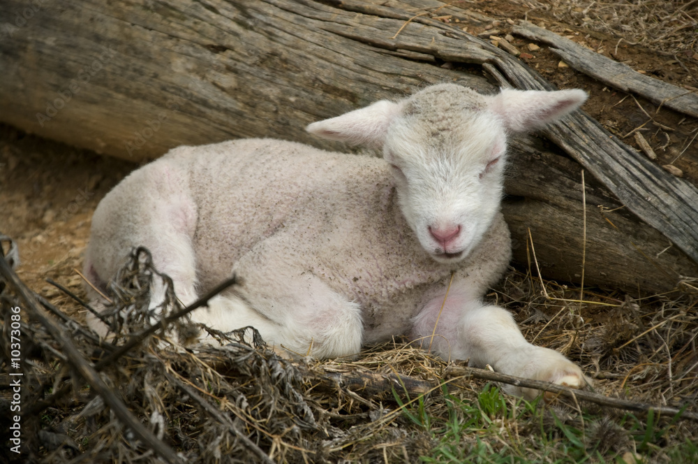 Obraz premium this beautiful few day old lamb is sleeping