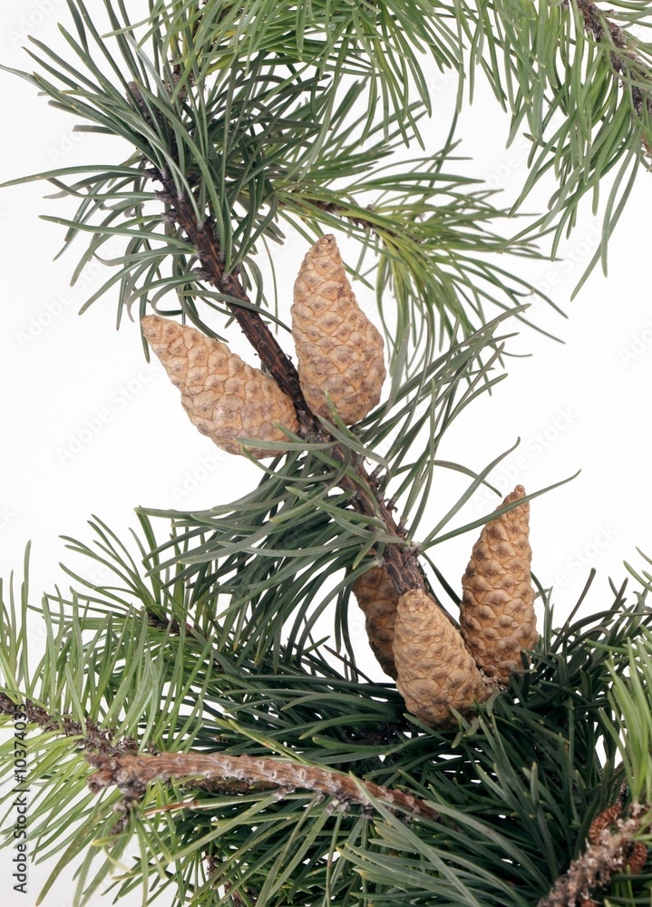 Obraz premium bunch of dwarf mountain pine with cones