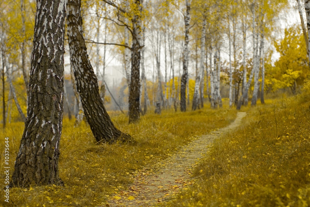 Fototapeta premium Autumnal birch tree