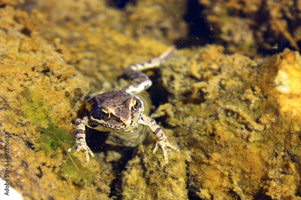 Grenouille rousse Grenouille rousse