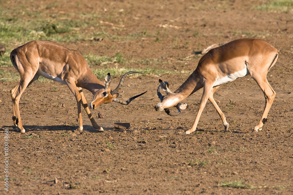 Impala rams fighting in the dusty savanna Impala rams fighting in the dusty savanna