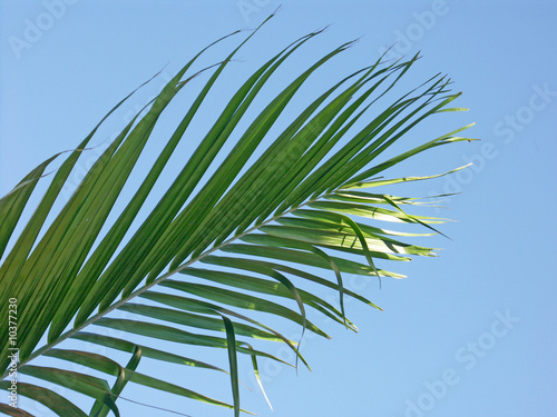 feuille de palmier sur ciel bleu