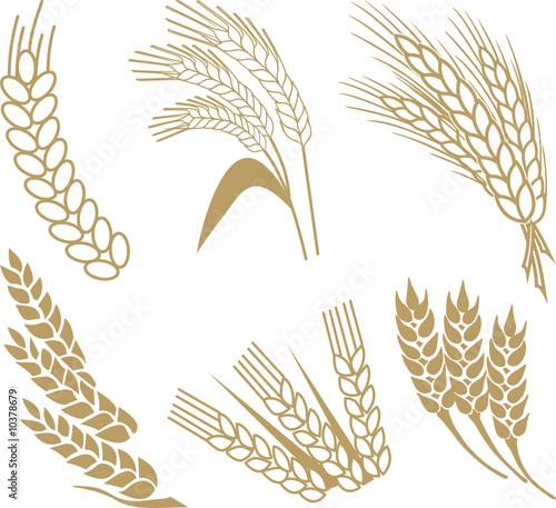 wheat