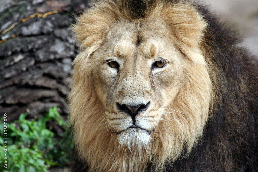 Close up portrait of beautiful lion.