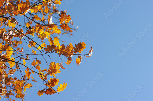 oak leaves on blue sky