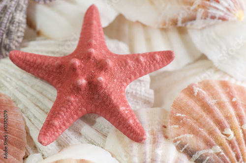 Red starfish and colored seashell