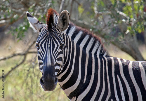 Zebra, Steppenzebra, Südafrika