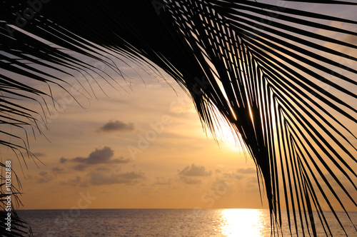 Photography coconut palm tree leaf silhouette against tropical beach