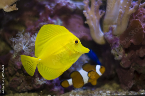 aquarium fishes and corals. zebrasoma and anemonefish