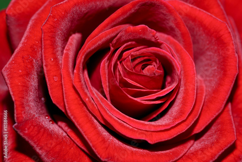 Macro of red rose