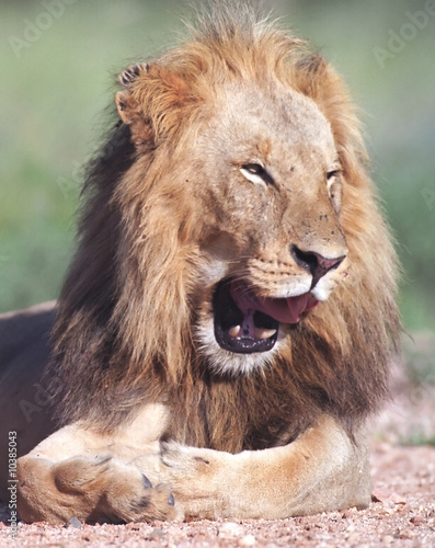 Fototapeta Naklejka Na Ścianę i Meble -  Portrait of smiling lion in Kruger park South Africa